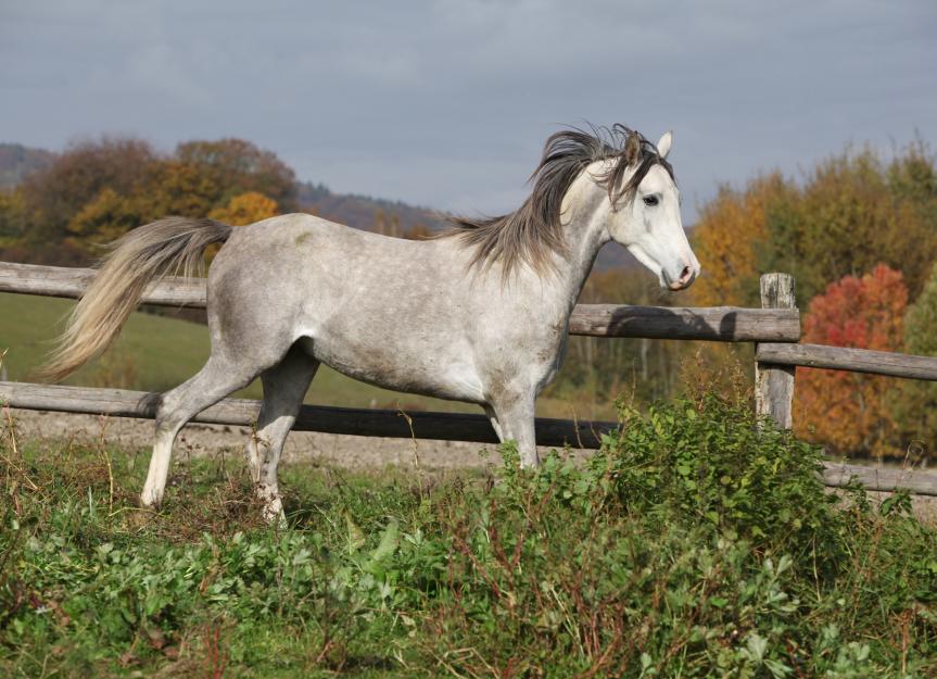Stringhalt in Horses PetMD
